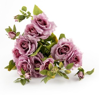 rose bush