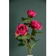 ROSA SILVIA X 3 FUXIA