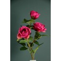 Rosa Silvia X 3 Fuxia